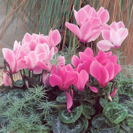 cyclamen 2 - ciclamen