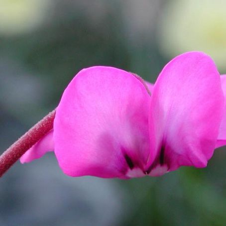 cyclamen 3 - ciclamen