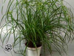 cyperus-ciperus