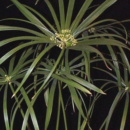 cyperus 1 - ciperus