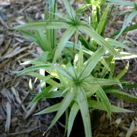 cyperus 2 - ciperus