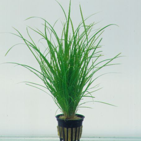 cyperus 4 - ciperus