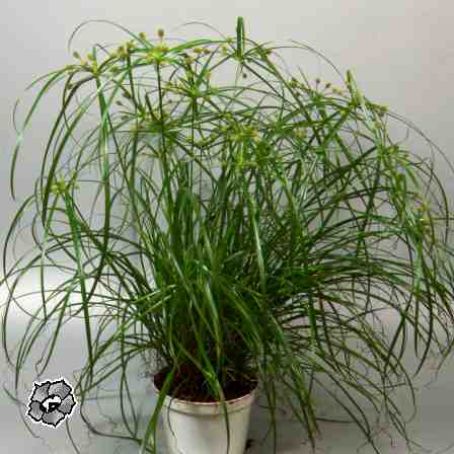 cyperus 3 - ciperus