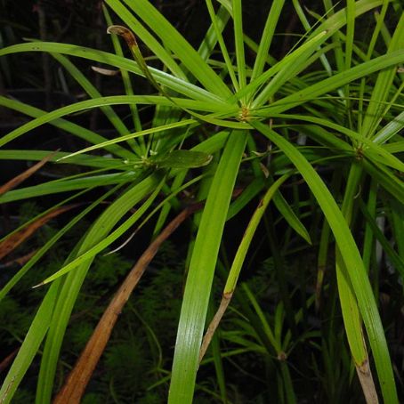 cyperus 5 - ciperus