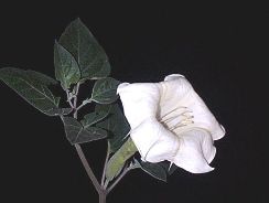 ../plante-si-flori/photos/apartament/datura-8954223.jpg