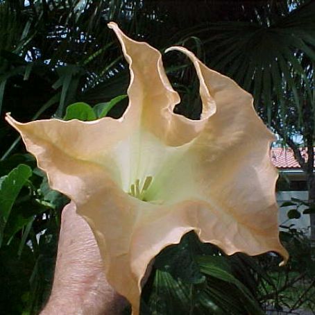 datura 2 - laur