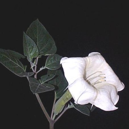 datura 4 - laur