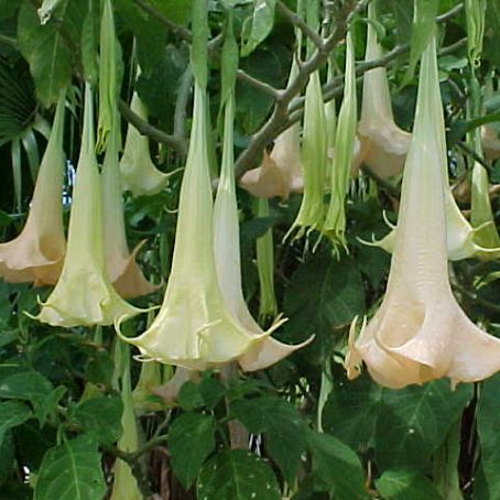 datura 3 - laur