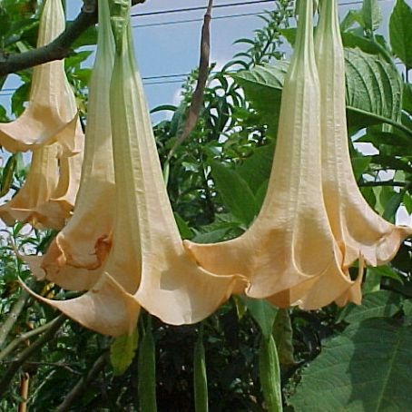 datura 1 - laur