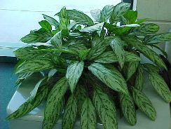 dieffenbachia-dieffenbachia