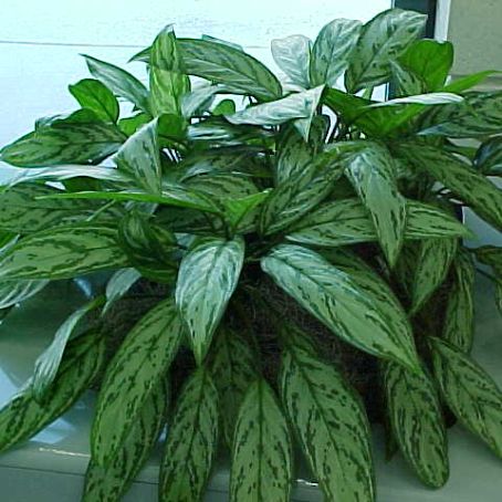 dieffenbachia 3 - dieffenbachia