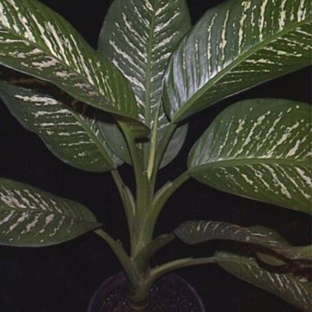 dieffenbachia 4 - dieffenbachia
