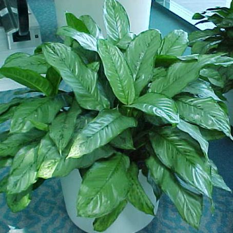 dieffenbachia 2 - dieffenbachia