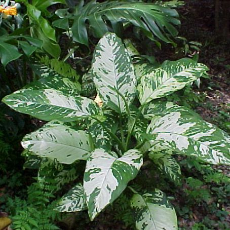 dieffenbachia 1 - dieffenbachia