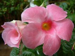 dipladenia-dipladenia