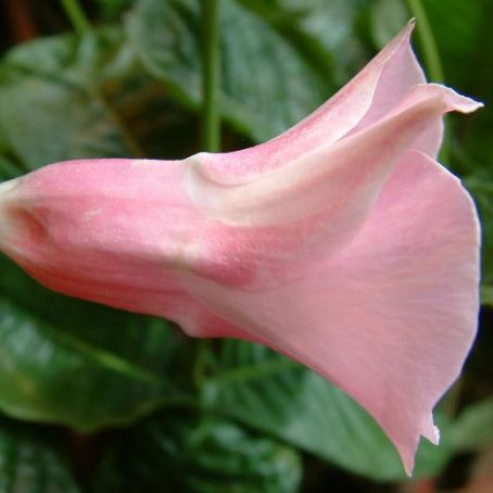 dipladenia 3 - dipladenia