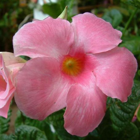 dipladenia 1 - dipladenia