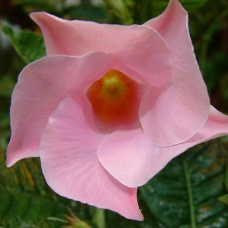 dipladenia 2 - dipladenia