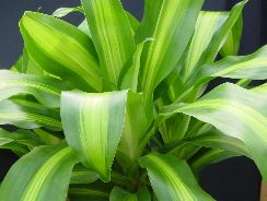 dracaena-dracena