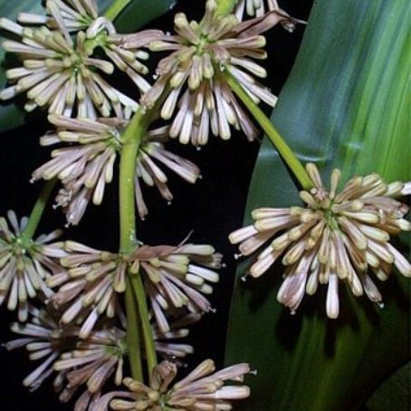 dracaena 2 - dracena