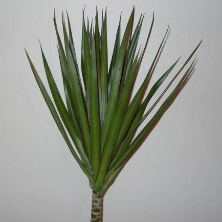 dracaena 3 - dracena