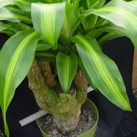 dracaena 1 - dracena