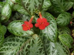 ../plante-si-flori/photos/apartament/episcia-7521657.jpg