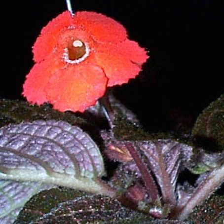 episcia 1 - episcia