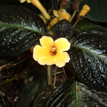 episcia 4 - episcia
