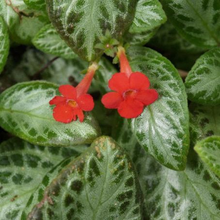 episcia 2 - episcia