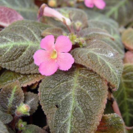 episcia 3 - episcia