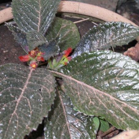 episcia 5 - episcia