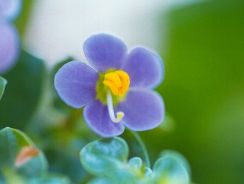 exacum-exacum