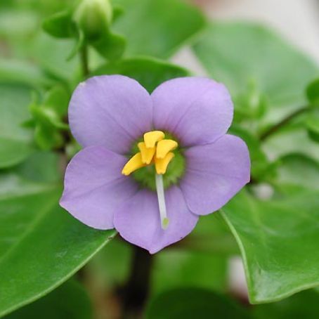 exacum 5 - exacum