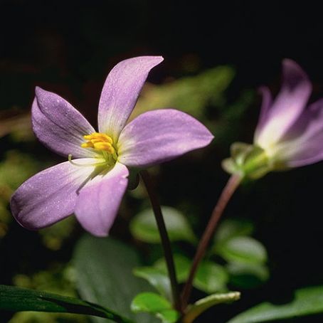 exacum 4 - exacum