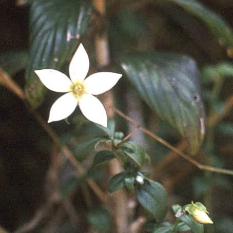 exacum 1 - exacum