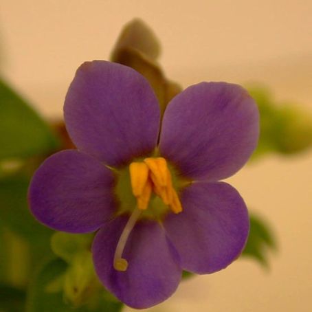 exacum 3 - exacum