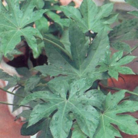 fatsia 5 - Aralia Japonica