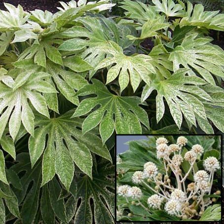 fatsia 3 - Aralia Japonica