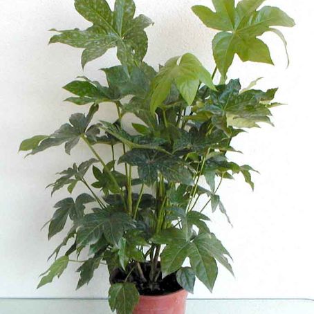 fatsia 4 - Aralia Japonica