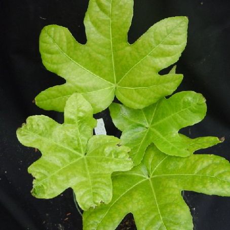 fatsia 1 - Aralia Japonica