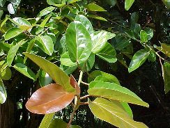 ficus-ficus