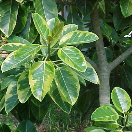 ficus 1 - ficus