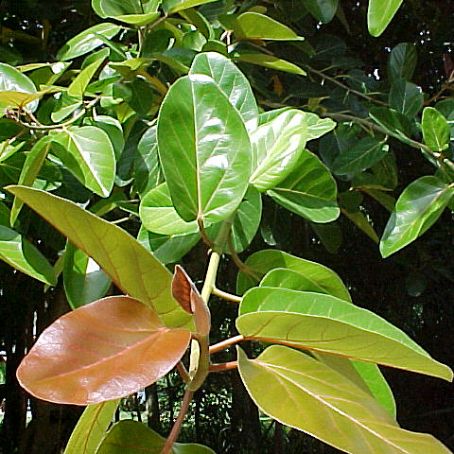 ficus 4 - ficus