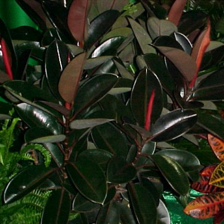 ficus 5 - ficus