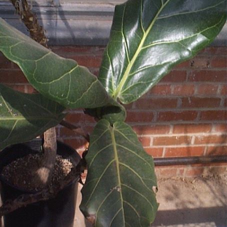ficus 3 - ficus
