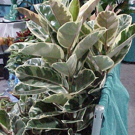ficus 2 - ficus
