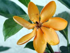 gardenia-gardenia