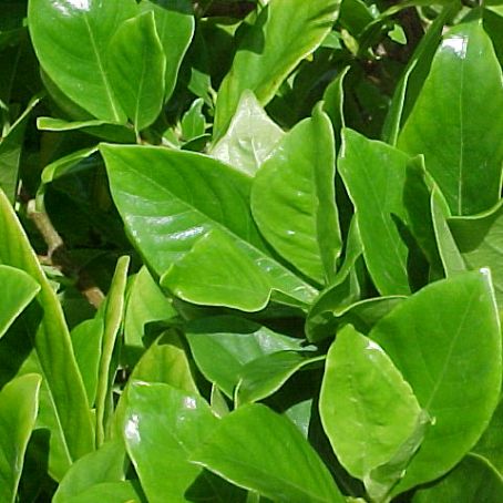gardenia 5 - gardenia