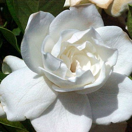 gardenia 4 - gardenia
